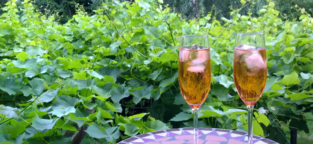 Weinreben Prosecco Silke Grieß