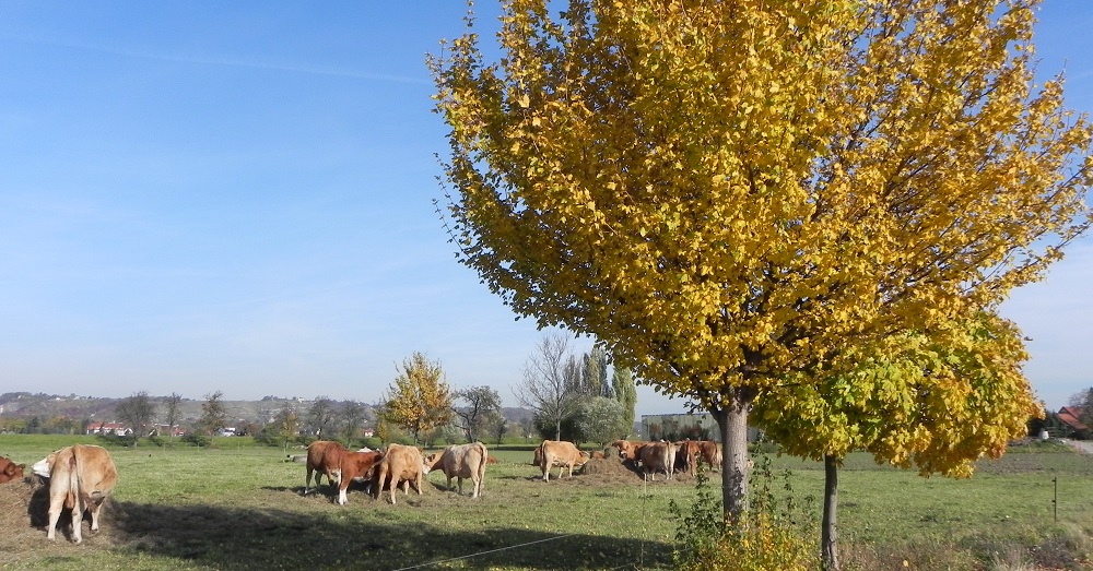 Spielplatz Niedergohlis Silke Grieß